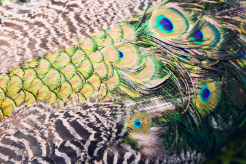 Fototapeta premium peacock