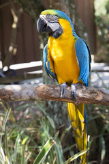 A blue and yellow Mac-caw parrot sitting on a perch.