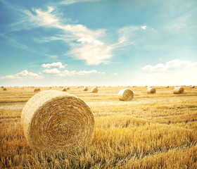 Field © SkyLine