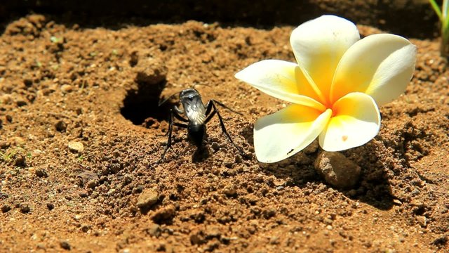 Digger Wasp Building a Nest in the Dirt near a Frangipani Flower