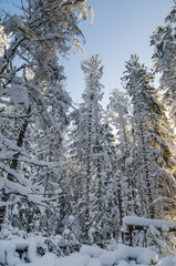 Winter snow covered trees against the blue sky. Viitna, Estonia.