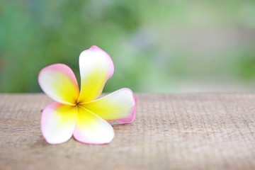 Frangipani flower