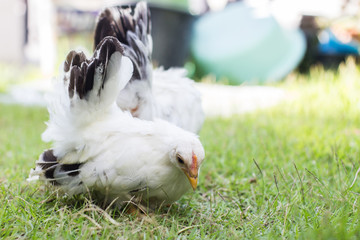 white chicken