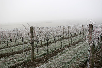 Vineyard on a cold foggy winter's day