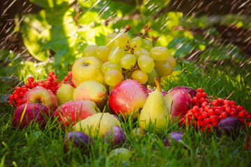Sad autumn fruits grass sunshine