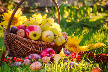 Basket full fruits grass sunset light