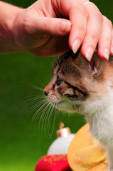 Hand patting kitten