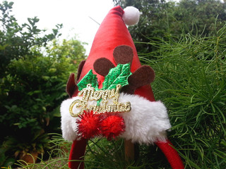 Christmas hat hang on a  tree.