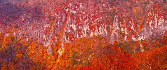 断崖の紅葉