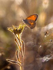 Fototapeta na wymiar Small Heath Butterfly (Coenonympha pamphilus) in Morning Sun Bac