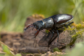 Stag Beetle (Lucanus cervus) Walking over a Log on the Forest Fl