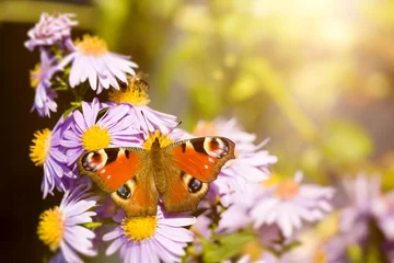 Fotobehang butterfly Aglais io © magann