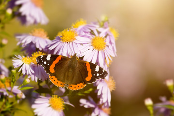 butterfly Vanessa atalanta