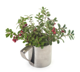Cowberry in the mug
