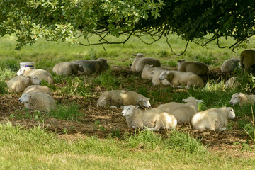 sheep rest in shade at Abbey park , Lacock