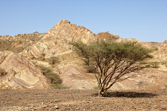 Omani Gravel Plain