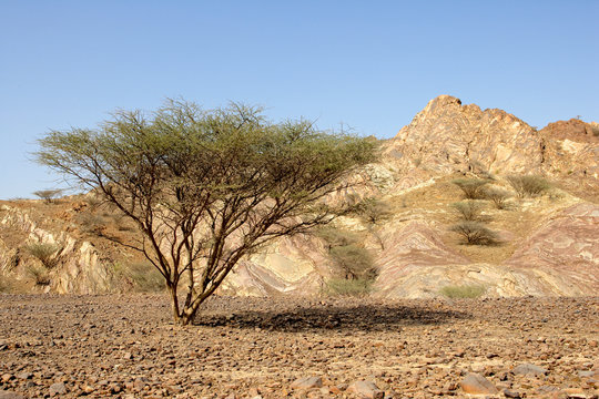 Omani Gravel Plain