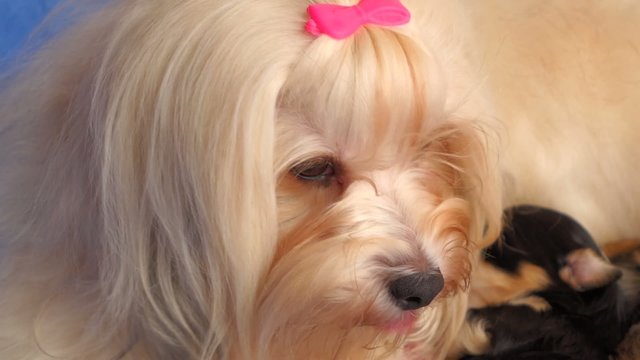 Cute Havanese mom licks her little puppies during breastfeeding