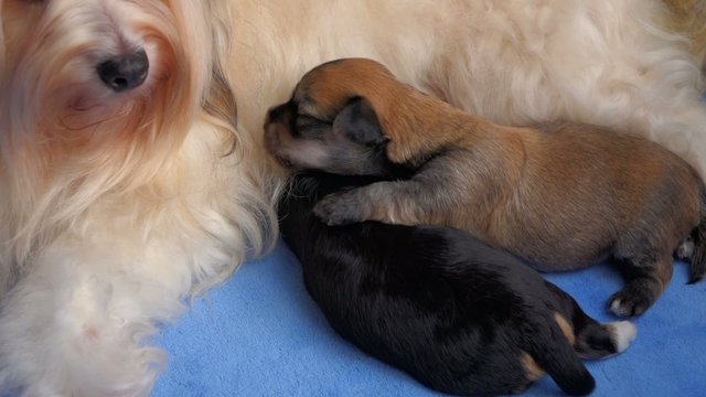Cute Havanese mom licks her little puppies during breastfeeding