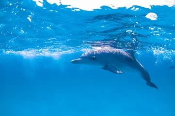 Foto auf Acrylglas Delfin Delfin