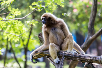 Monkey-Gibbon
