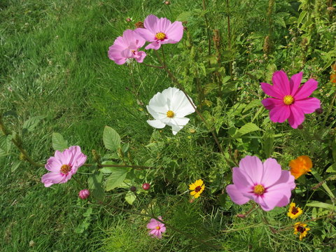 Indre- Valen&ccedil;ay - Cosmos dans la prairie