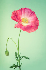 Pink poppy flower on light turquoise colour vintage background