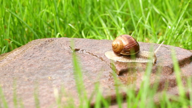 Snail crawling on the wet rock (dolly shot)