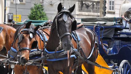 fiaker in wien