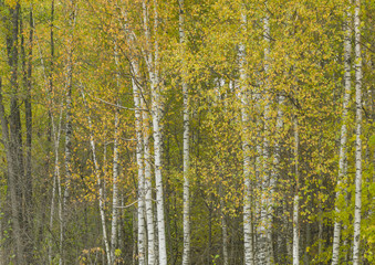 Fototapeta premium White birch tree background.