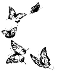 butterflies design