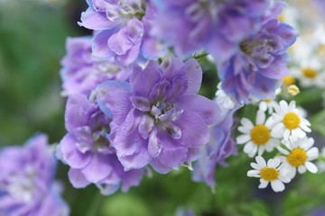 Obraz premium Букет с клематисами, ромашками и дельфиниумом