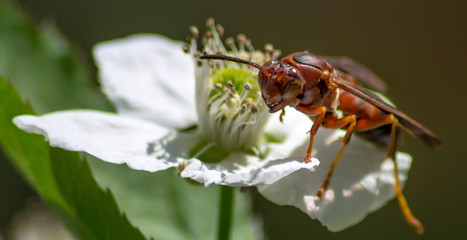 Hornet enjoying a snack