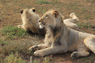 Young male lion profile