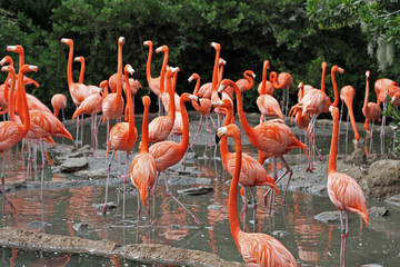 A flock of Flamingo's in their natural habitat