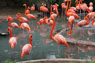 Fototapeta na wymiar A flock of Flamingo's in their natural habitat