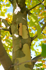 Platanus hispanica - Plane tree