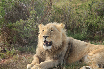 Naklejka premium Young male lion trying to roaring