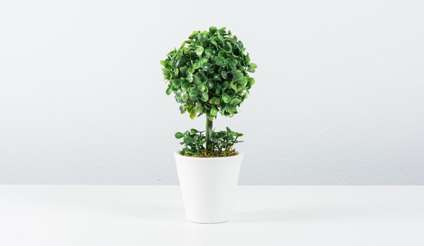 small tree in white pot isolated
