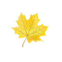 Yellow maple leaf