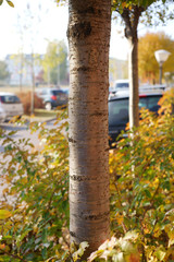 Prunus x eminens Umbraculifera © 7monarda