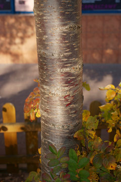 Prunus x eminens Umbraculifera