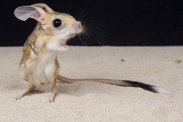 Four-toed jerboa / Allactaga tetradactyla © mgkuijpers