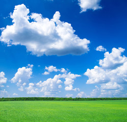 Field of grass and blue sky