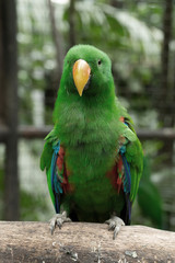 parrot