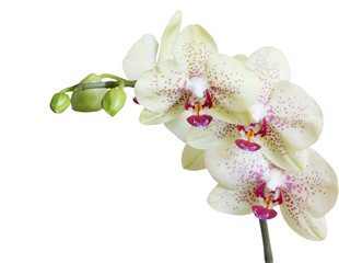  orchid