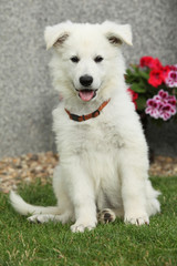 Obraz premium Beautiful puppy of White Swiss Shepherd Dog