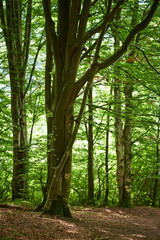 Beech forest