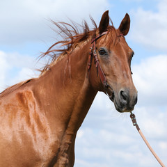 Fototapeta premium Nice Budyonny horse standing on meadow