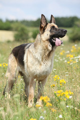 Amazing German shepherd standing on green field
